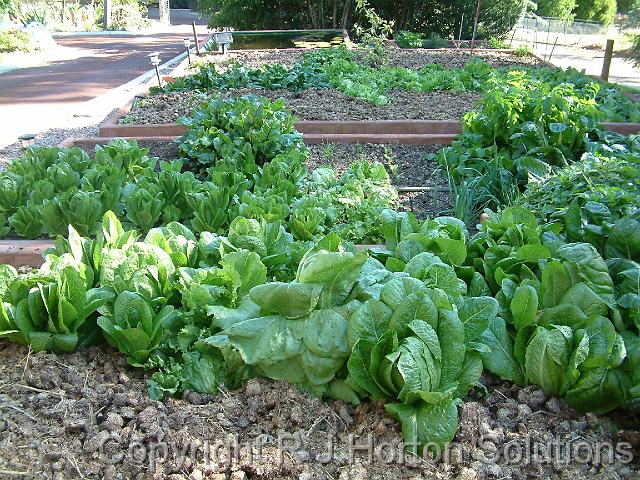 Vegie bed with horse manure